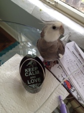 A small feathered therapist delivers a timely public service announcement.