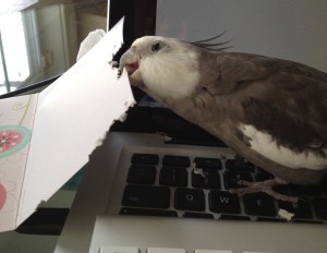 An enterprising cockatiel gets to work shredding things.