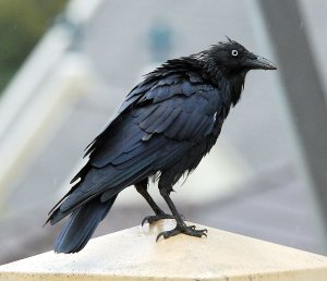 Freshly showered wet raven (courtesy of Flickr).