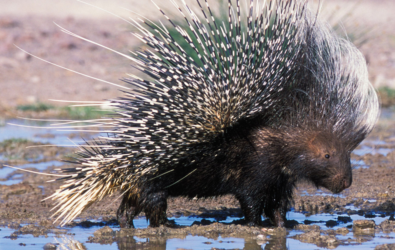 A porcupine, displaying one of many "fashion forward" looks based on that rarest of style accessories - spiny quills.