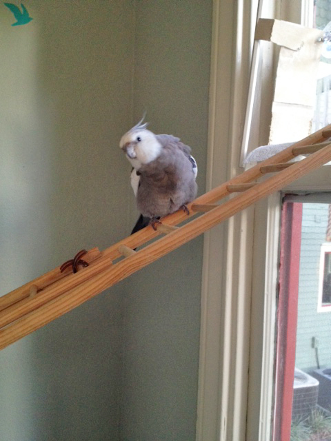 Okay, Mom, it's almost time for the next "aerial nest twirling" show. Get the camera ready!