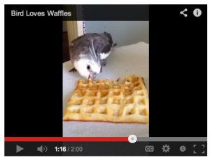 BirdLovesWaffles