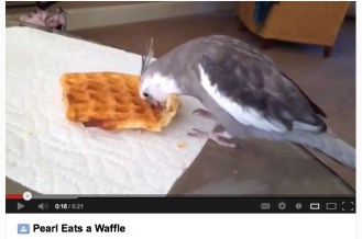 Pearl Eats a Waffle