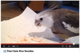 Pearl Eats Rice Noodles Movie