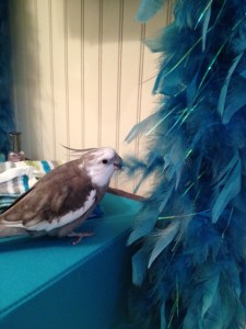 Looks like feathers to me.