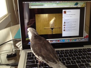 Yeah, baby, shake it!