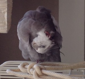 I'm actually pretty good at this.