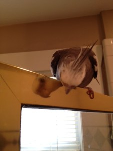 I'm not sure if I prefer "beak open" or "beak closed".