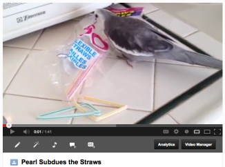 PearlSubduestheStraws