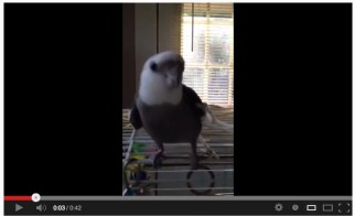 PrettyAndIKnowItVideo