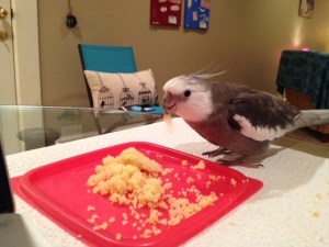 Let's see how much of this I can pile on top of my beak...