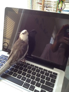 This move is entitled "laptop, you are as pretty as a grey and white cockatiel!"