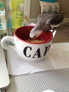 Mom calls this "spaghetti" but it looks just like worms to me.