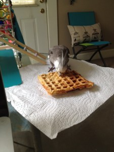 Sampling the entire surface of the waffle gives the best blend of chewiness and crunchiness (and allows the diner to fling waffle particles in all directions so others can also enjoy it.)