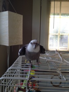 Here I am with my wings out.