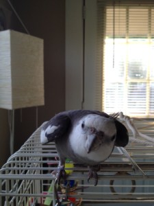 That iPhone camera sure is shiny and reflective on the back - I think I see someone I know in it!