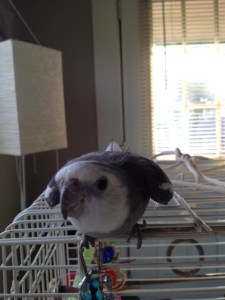 Wow. Gorgeous color combo!