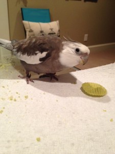 The shepherd isn't paying attention. Good.