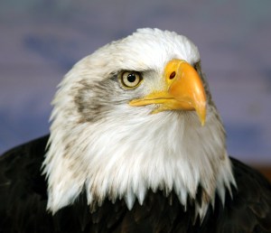 Bald eagle.
