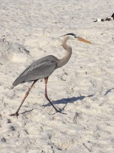 GreatBlueHeron2