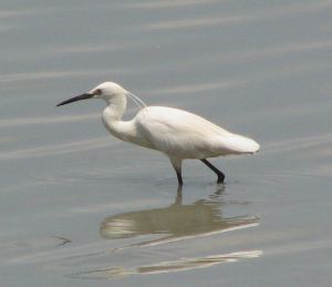The Egret.
