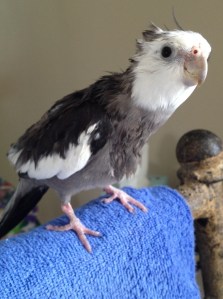 Using only water (and perhaps a gentle blow dry) as styling aids, take note of how the crest feathers lightly lift up and away from the neck line.