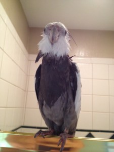 Take special note of how the fluffy crest and neck feathers lightly spike around the neck line.