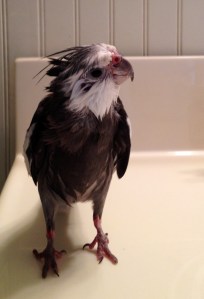 Here, note the artfully casual style of the back crest feathers as they seem to achieve "lift off" near the neck line.