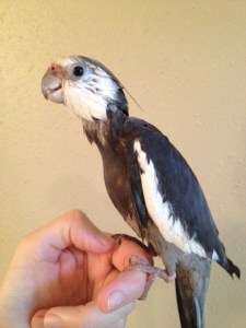 Notice the sleekness and sharp contrast of the single grey crest feather smoothed down and barely grazing the neck line.