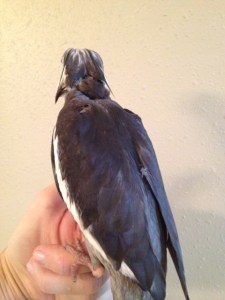 Here, notice how the delicate long crest feathers neatly twine around each other, gently grazing either side of the neck line.