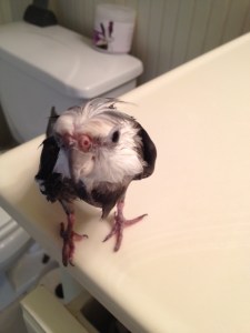 Here, the understated slightly puffed up crest feathers create that singular arched "pouf" effect that then trail down over the neck line.