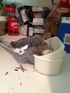 This is delicious. And so easy to consume - I don't even have to do anything but open my beak!