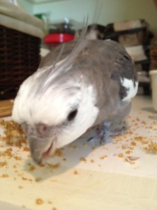 I'm not sure who made this mess but some of this is quite tasty!