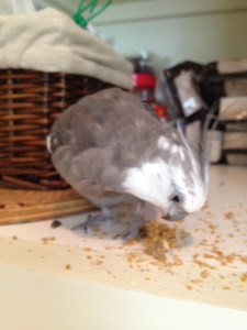 Aha! Thanks to my powerful claws and sharp beak, I subdued it at last! I wonder what it is....