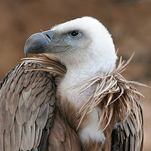 A vulture.