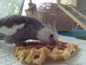 As long as the large lurking featherless poacher steers clear. I'll give her the "this is mine" stare so she gets the message.