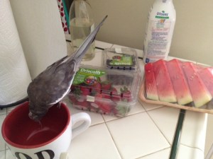 Hmmm. This is odd. Usually when I climb up onto this red cup there is something tasty inside.