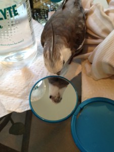 Just as I thought. Totally prettiness. Plus the smaller view range really hones in on the prettiest part of what is reflected.