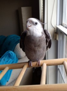 Starting with a posture of maximum cuteness gets the preparations off to the right start.