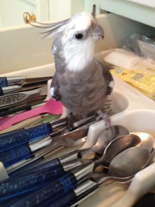 I'd better get to work - look at all these shiny things that need examining!