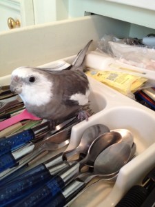 Well, I could work more quickly if you would stop snapping that purple flashing thing so I don't have to keep posing.