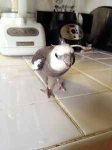 FortuneCookieAttackParrot1