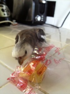 FortuneCookieAttackParrot2