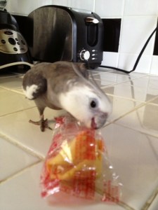 FortuneCookieAttackParrot3