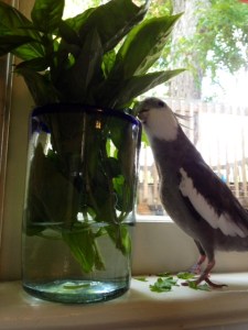 Boy, this is quite tasty.