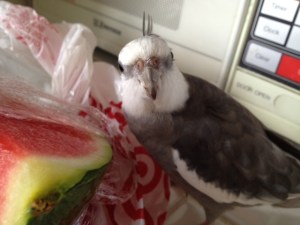 Boy does this look juicy and delicious. I'll just wait til Mom gets distracted.