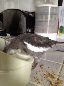 PearlHeadDunkFoodBowl