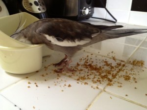 PearlNoSaveBestforLast