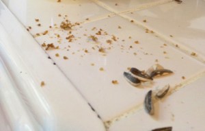 Hmmm. So mysterious. What kind of creature could have viciously attacked these innocent sunflower seeds?