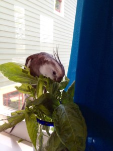 A particularly tasty and sweet-smelling one too.